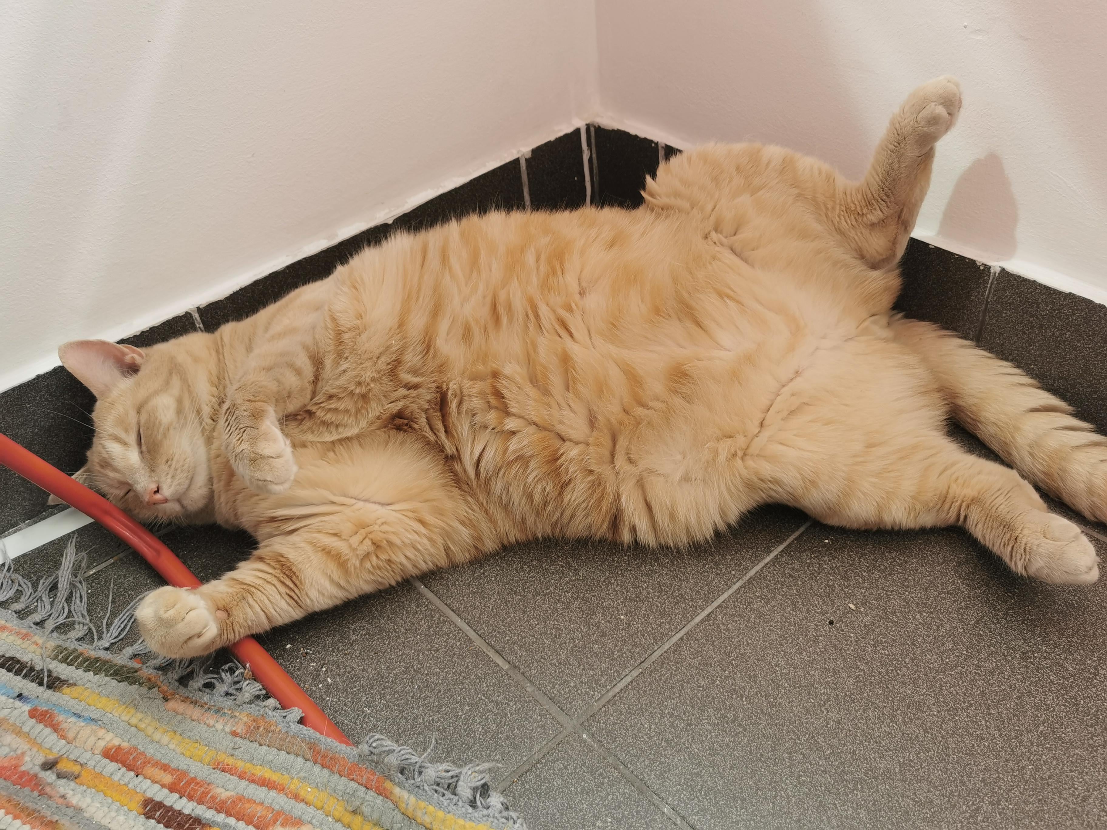Is it normal for a cat to snore: example and key details