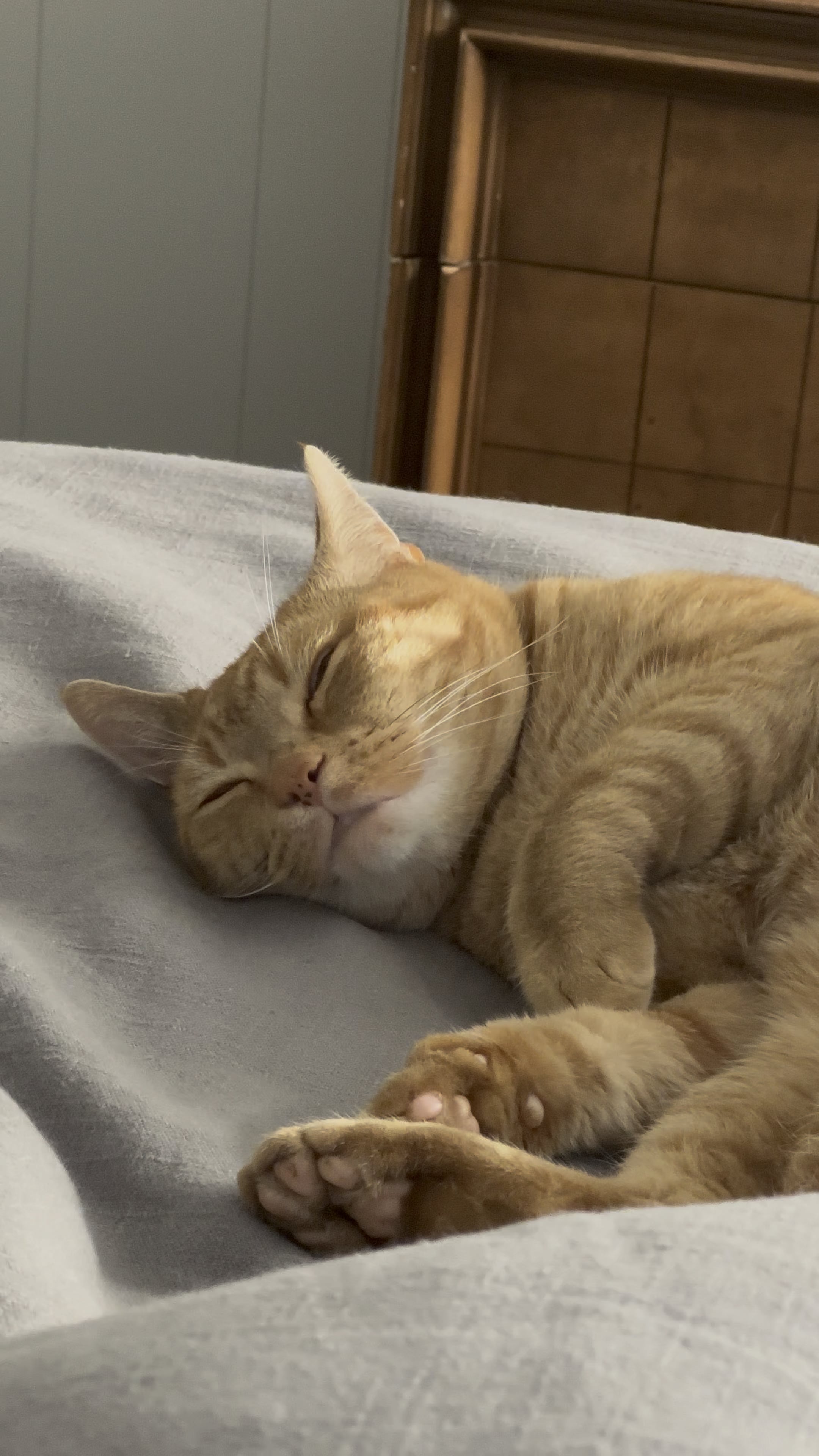 Is it normal for a cat to snore: visual explanation