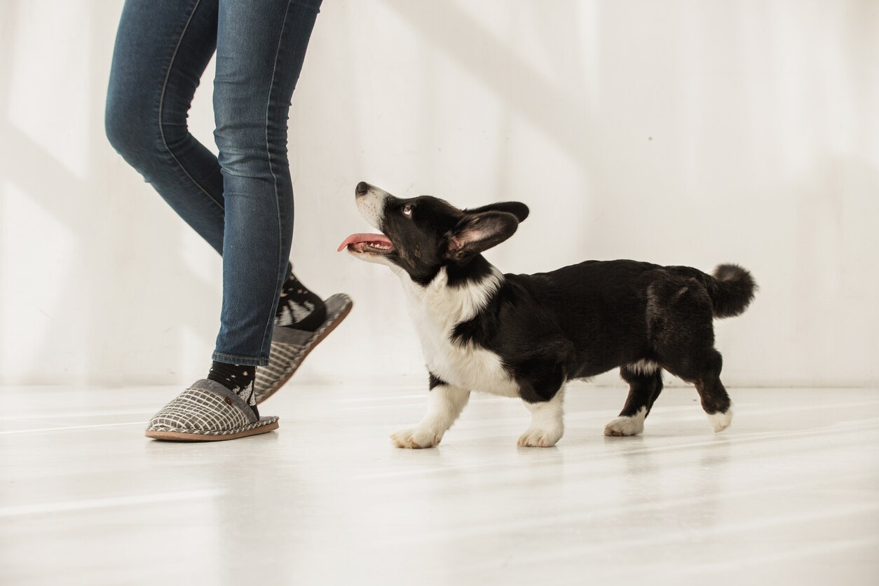 Why do my dog follow me everywhere: main illustration