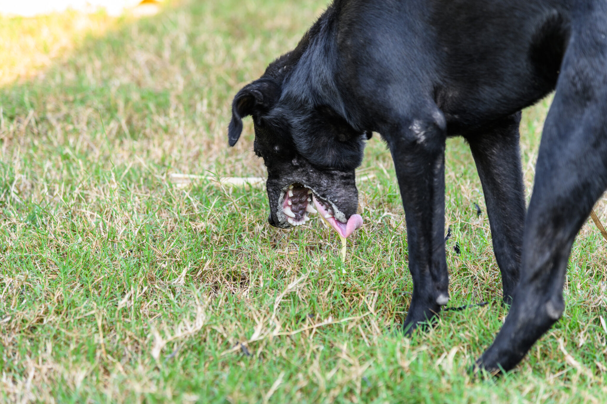 Why do dog throw up: visual explanation