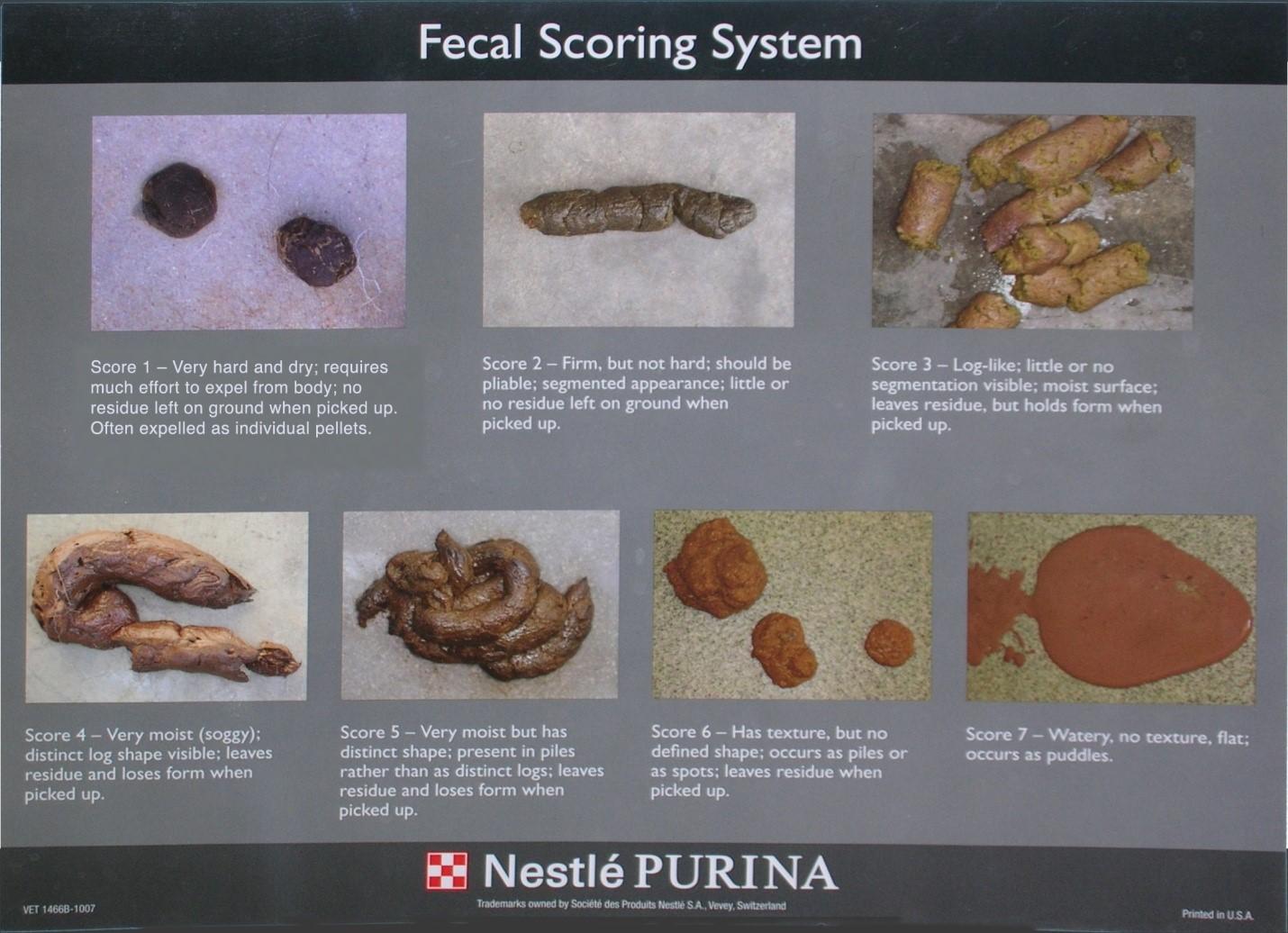 How often should cat poop: main illustration