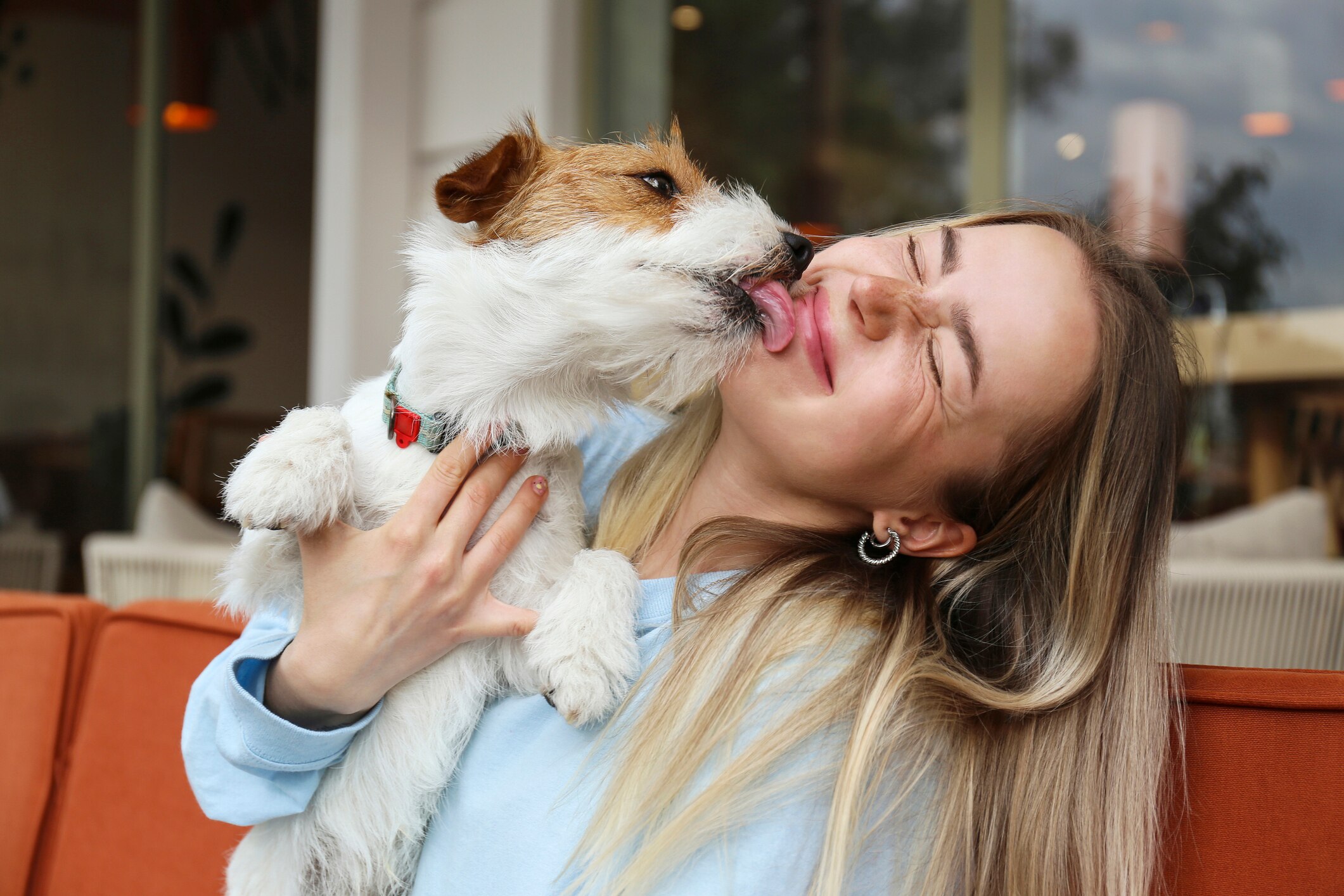 Why do my dog lick my face: main illustration