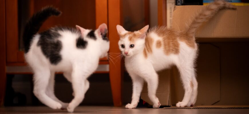 Cat communication - two kittens mooded in play