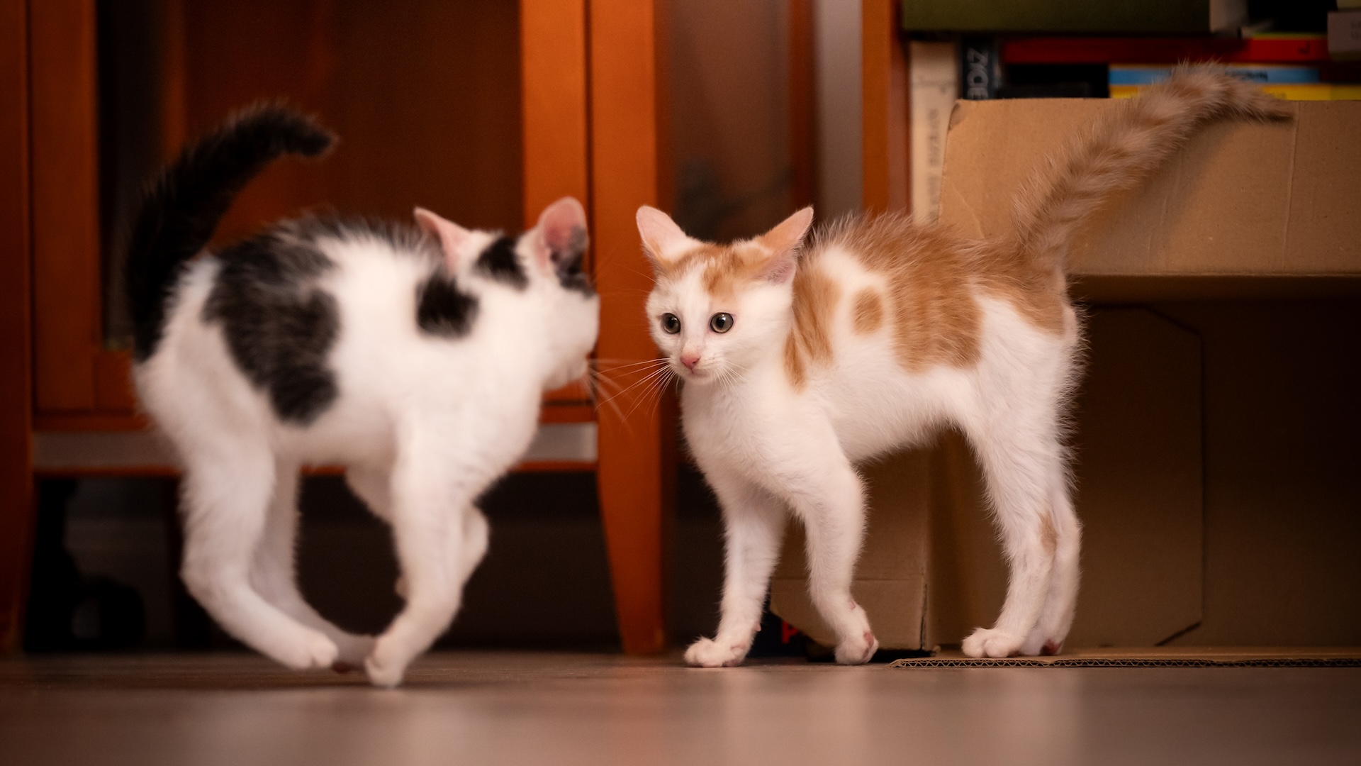 Why do cats need a tail: main illustration
