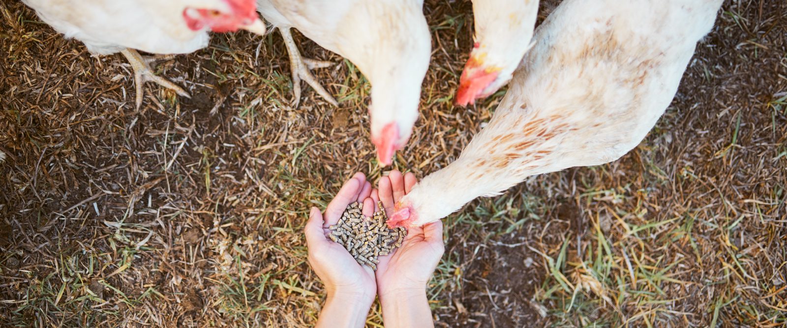 How does the avian flu spread: example and key details