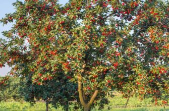 how-fast-does-a-cherry-tree-grow