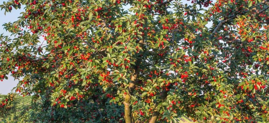 how-fast-does-a-cherry-tree-grow