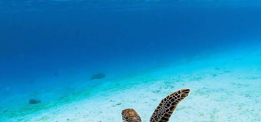 how-long-do-turtle-eggs-take-to-hatch-a-detailed-timeline-guide