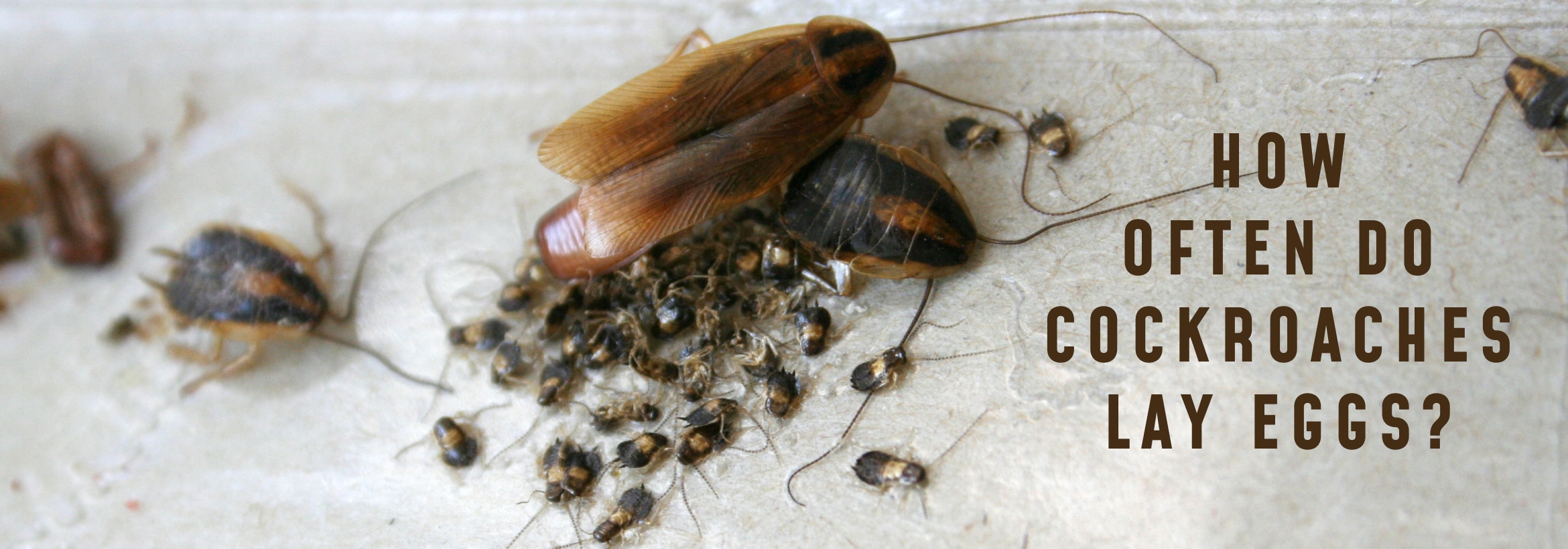 How do roaches reproduce: visual explanation