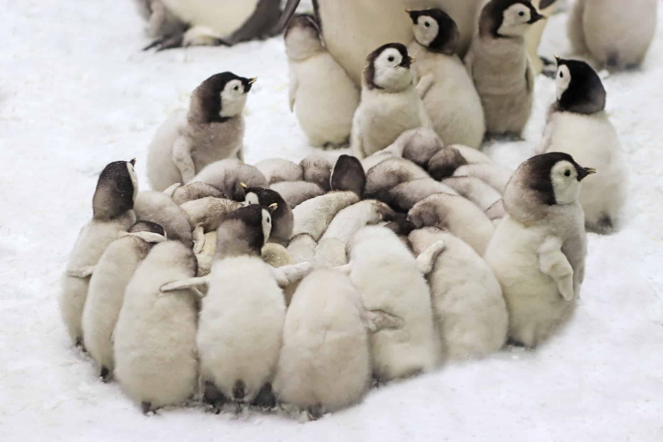 How long does penguins live: example and key details