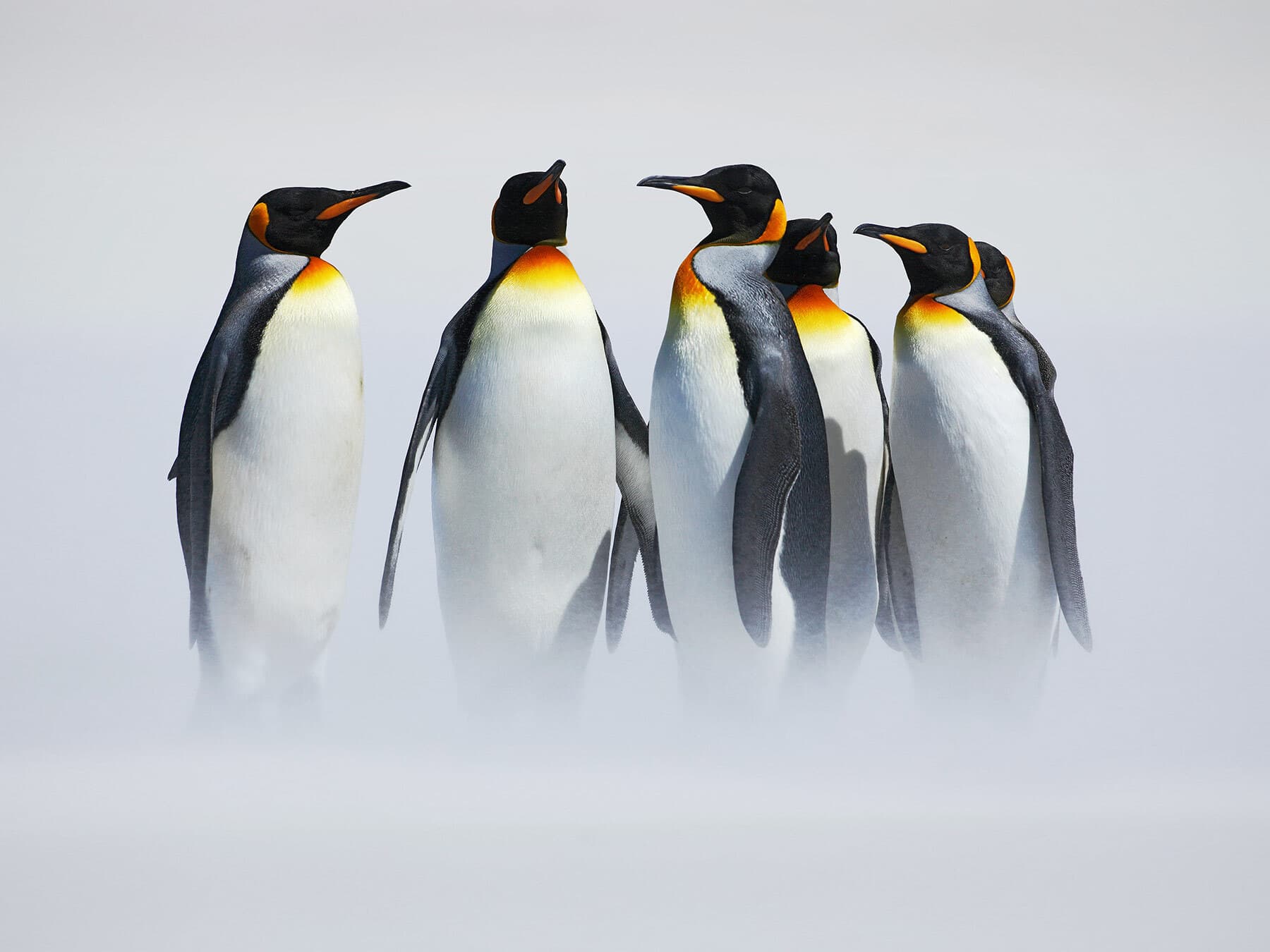 How long does penguins live: main illustration