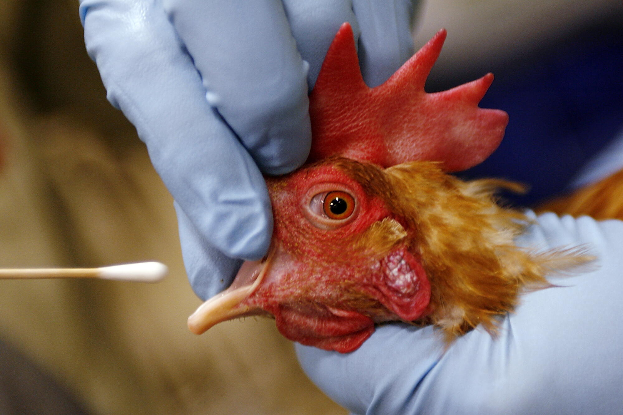 How does the avian flu spread: visual explanation