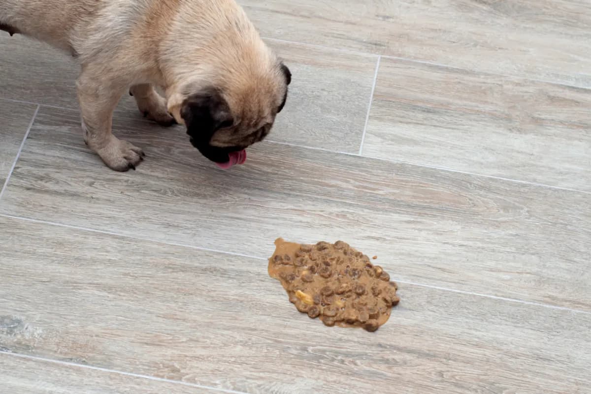 Why do dog throw up: example and key details