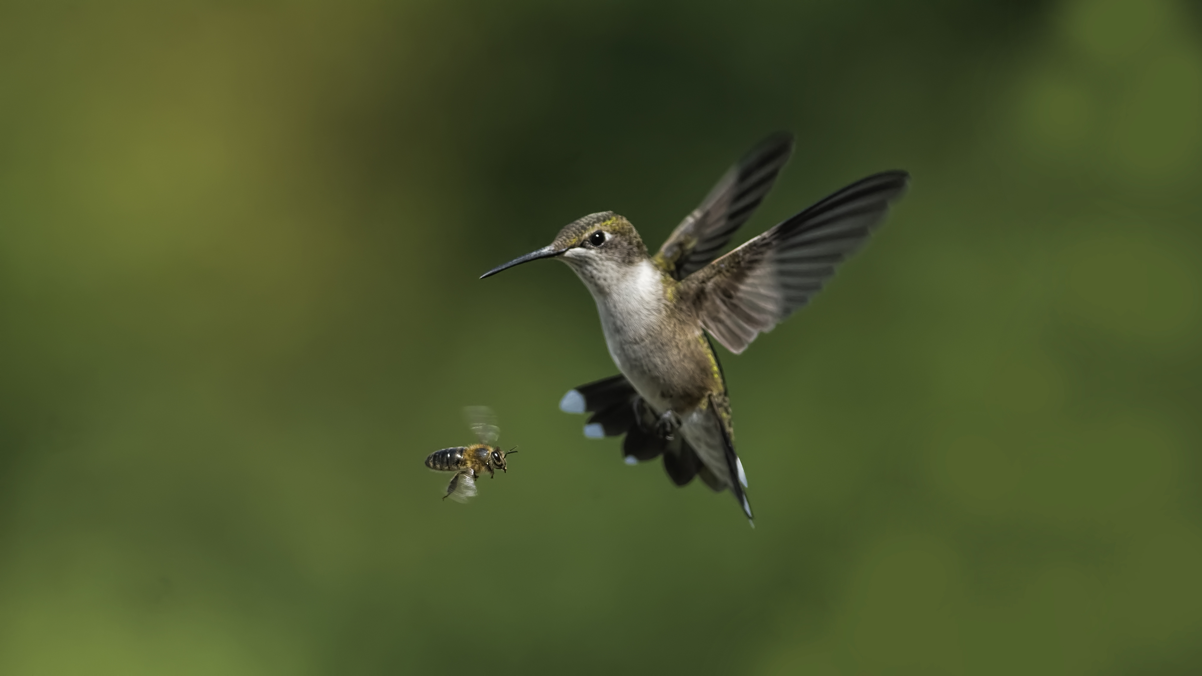 Why do they call it the birds and the bees: main illustration