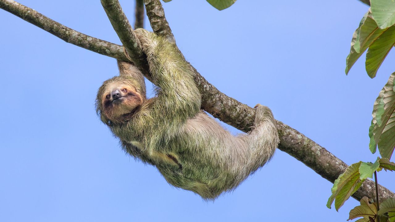 Why do sloth move so slow: main illustration