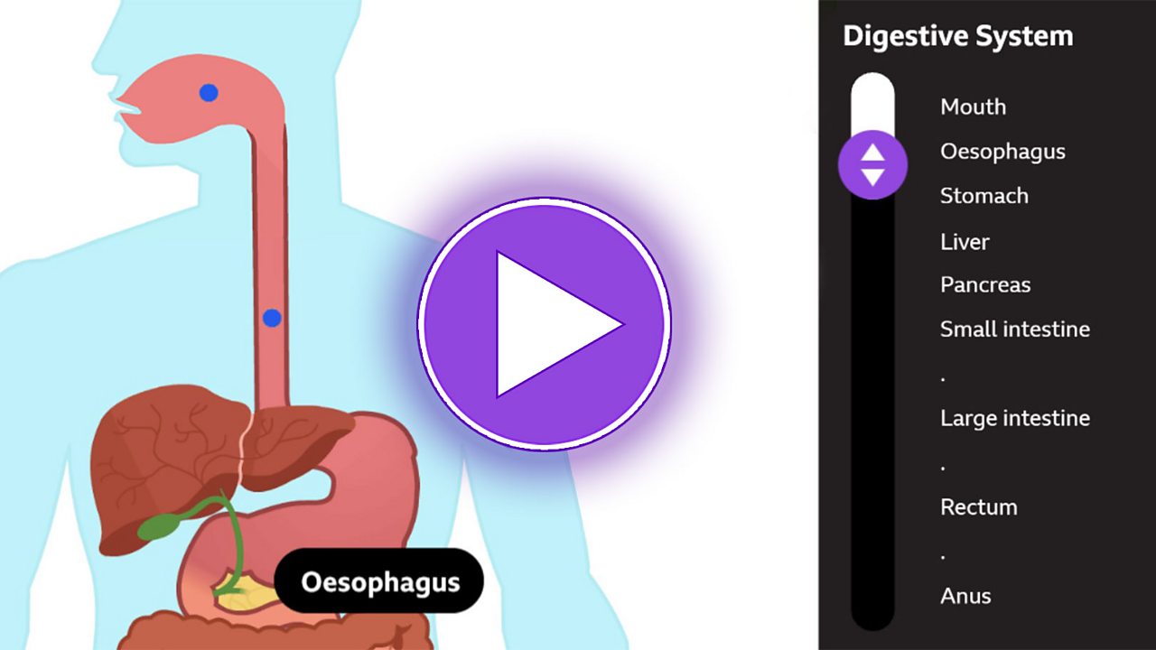 How does the digestive system works: visual explanation