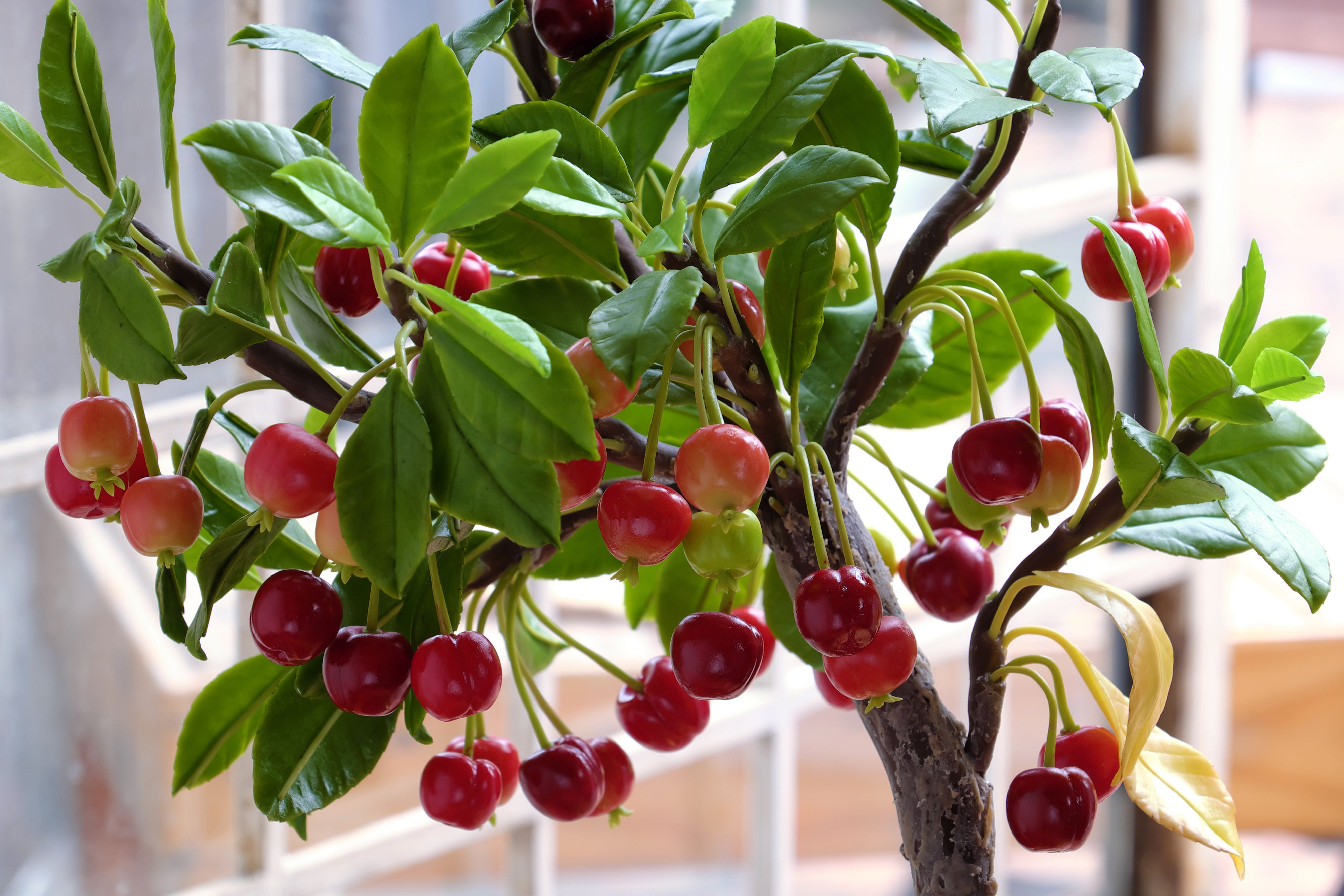 How does cherry grow: visual explanation