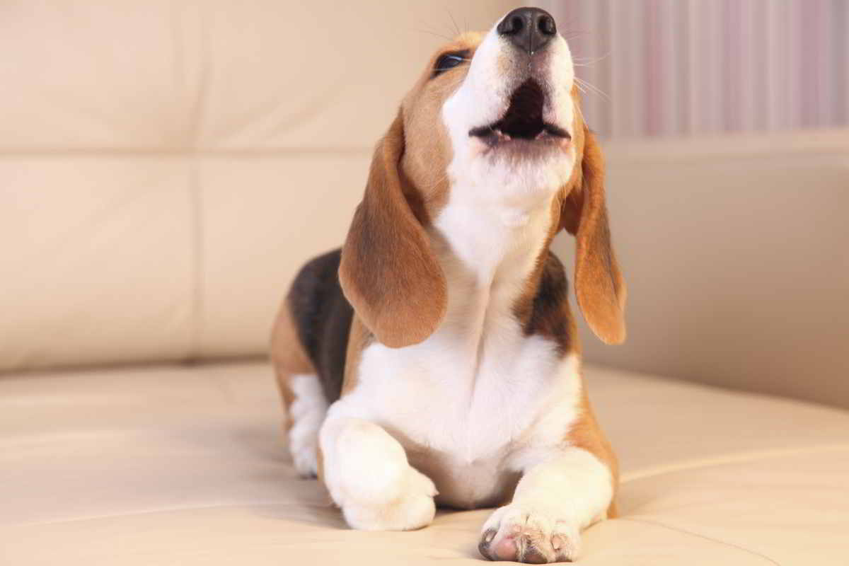Why does a dog whimper: main illustration