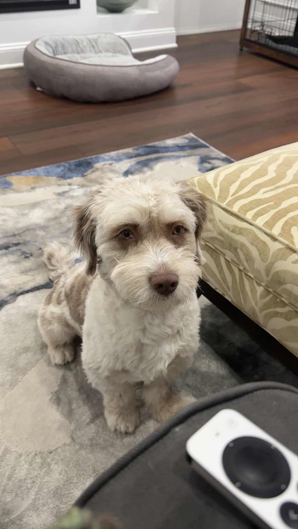 Why do my dog keep staring at me: visual explanation