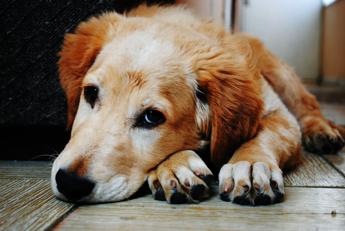 Why does a dog whimper: example and key details