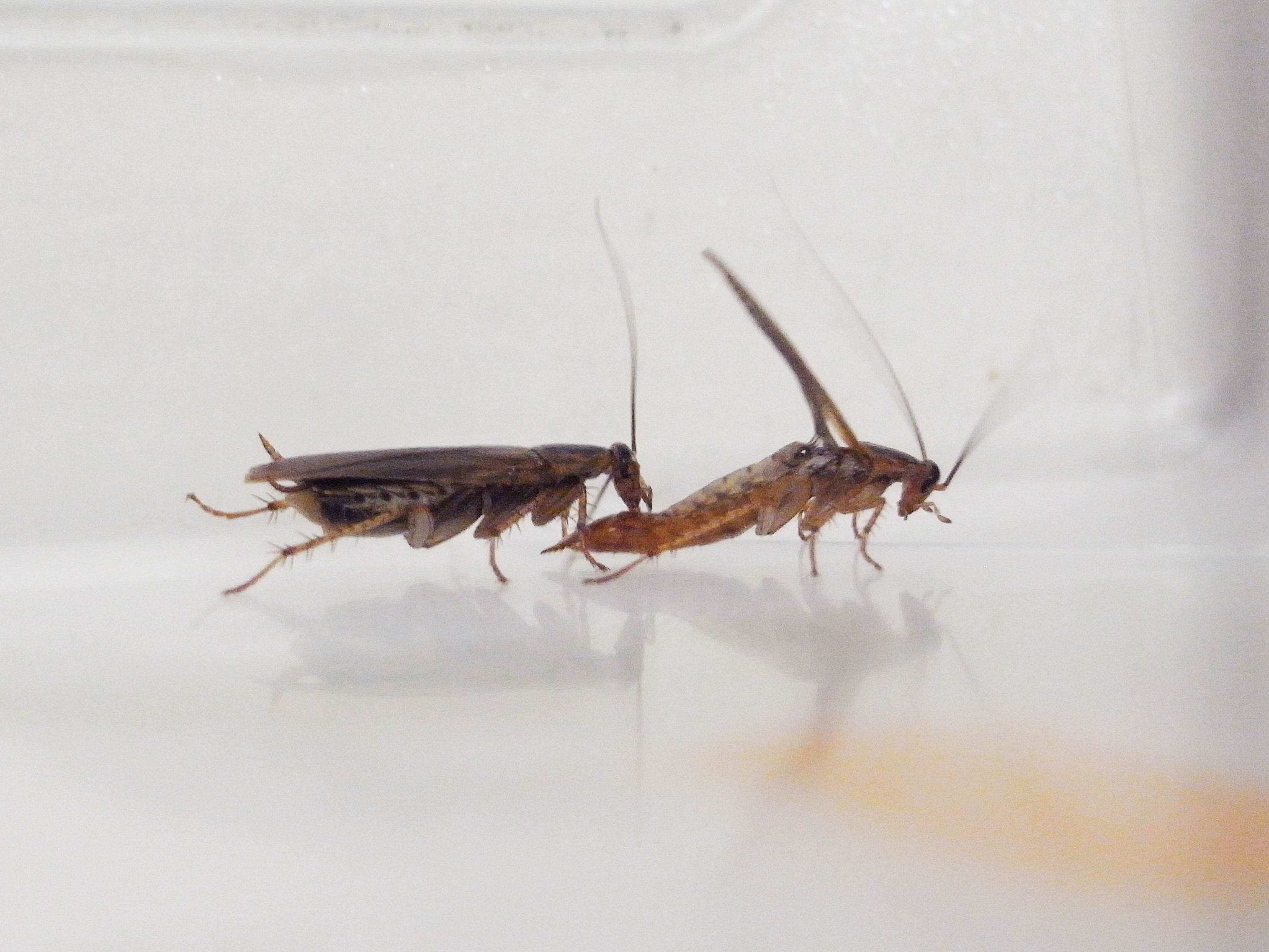 How do roaches reproduce: example and key details